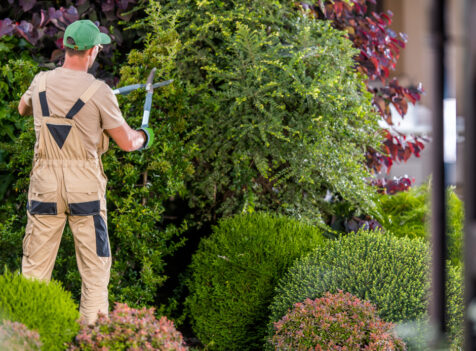 tree and hedge maintenance Cardiff