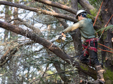 Tree surgery cardiff