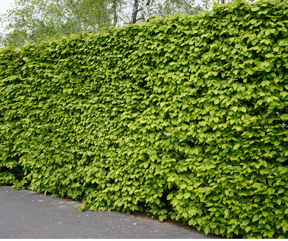 hedge and tree maintenance Cardiff