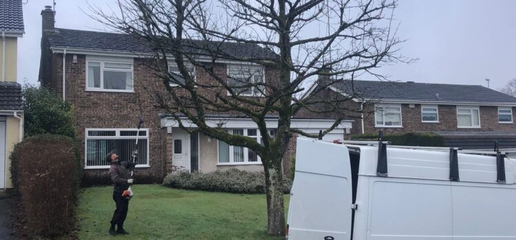 tree maintenance port talbot