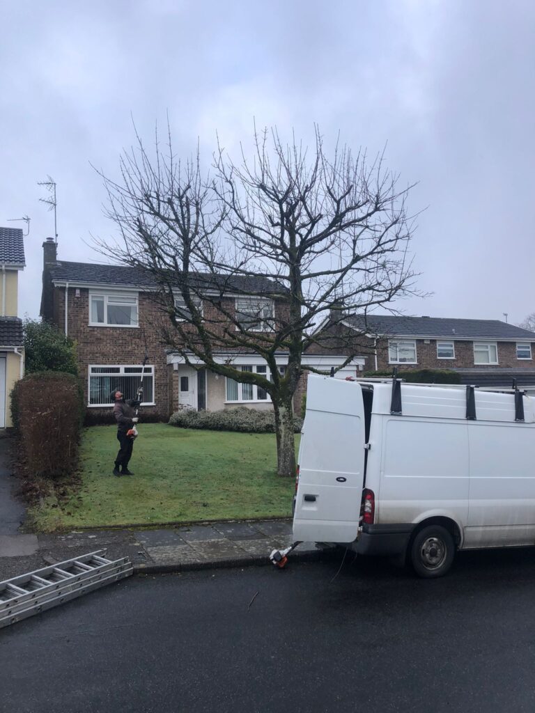 tree maintenance port talbot