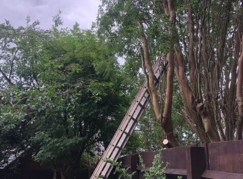 Tree Surgery Port Talbot