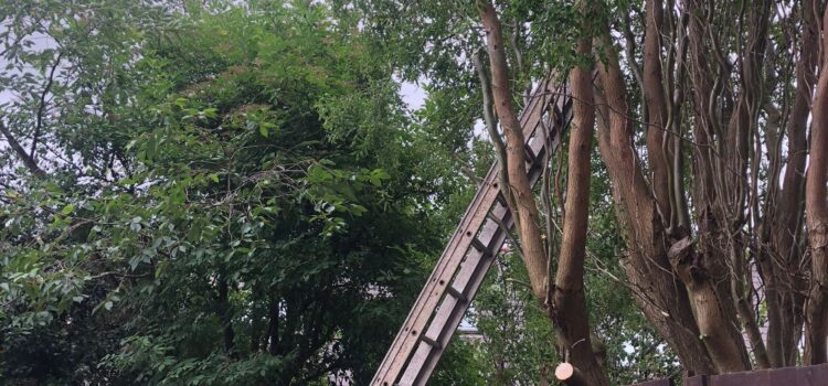 Tree Surgery Port Talbot