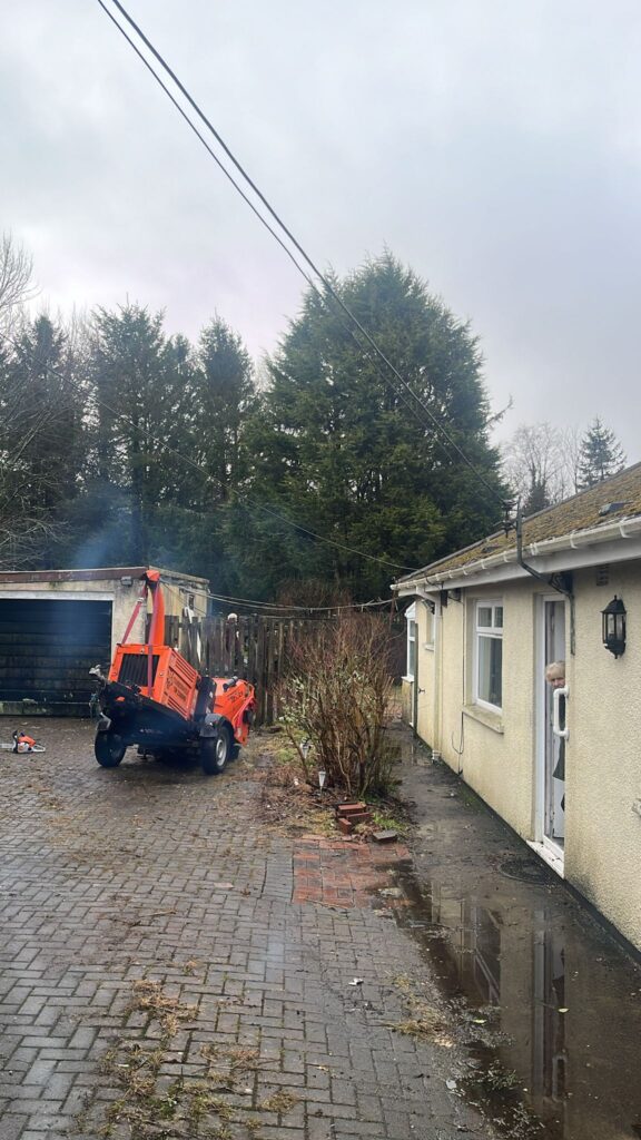 fir tree reduction swansea