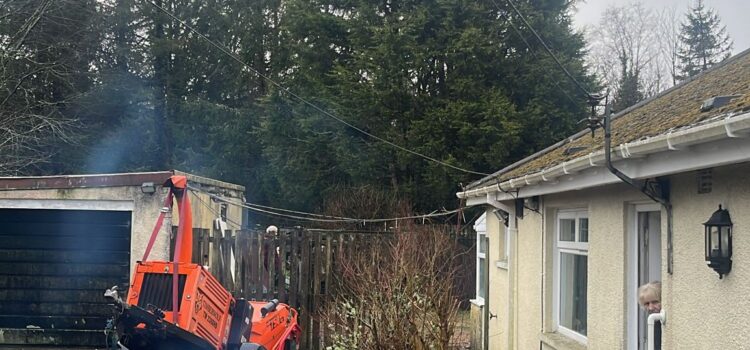 fir tree reduction swansea