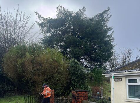 fir tree reduction swansea