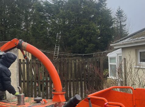 fir tree reduction swansea