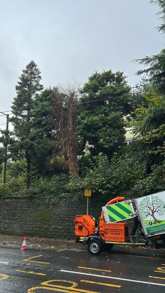 tree removal in Ponta Dari
